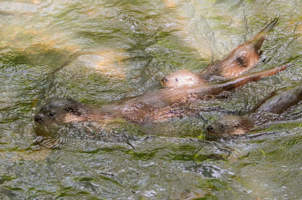 Photo of a female otter and two cubs in a river