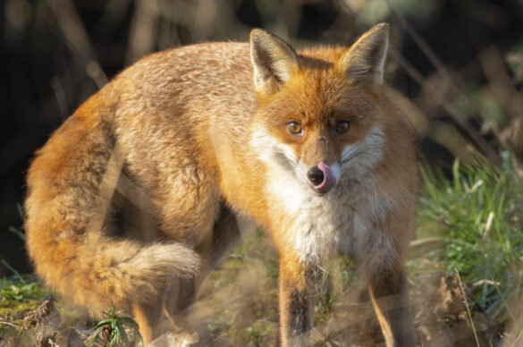 Photo of a red fox licking its lips