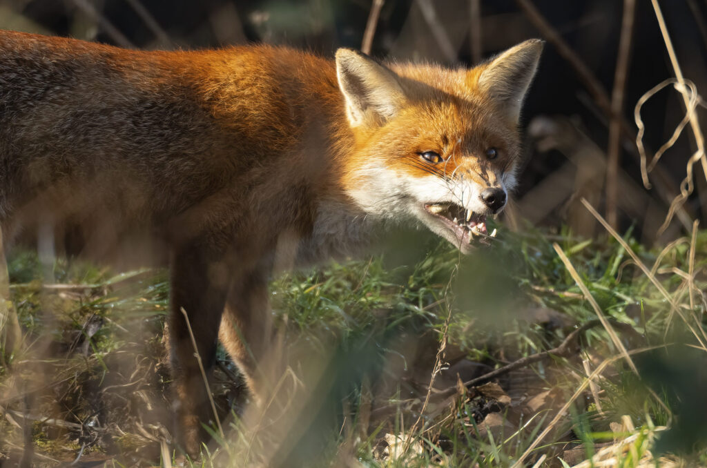 Photo of a red fox chewing