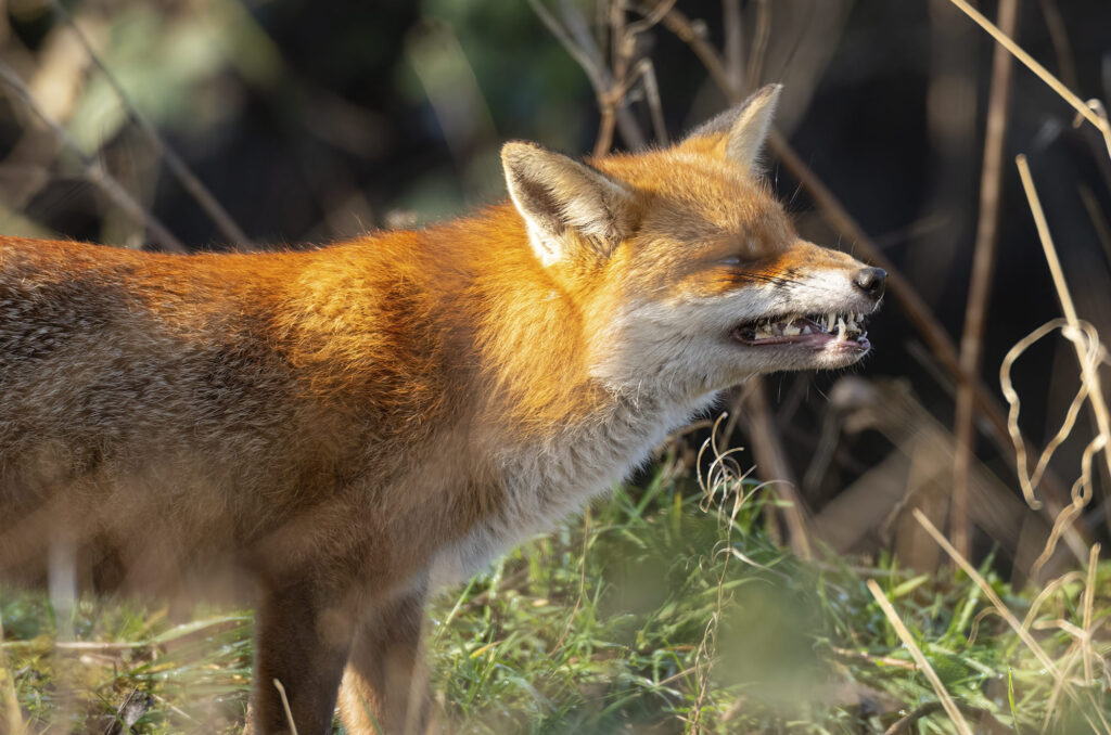 Photo of a red fox chewing