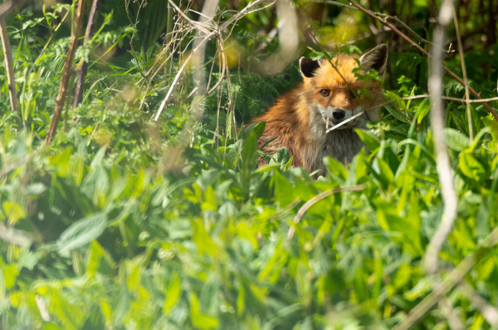 Photo of a red fox sitting down in bushes