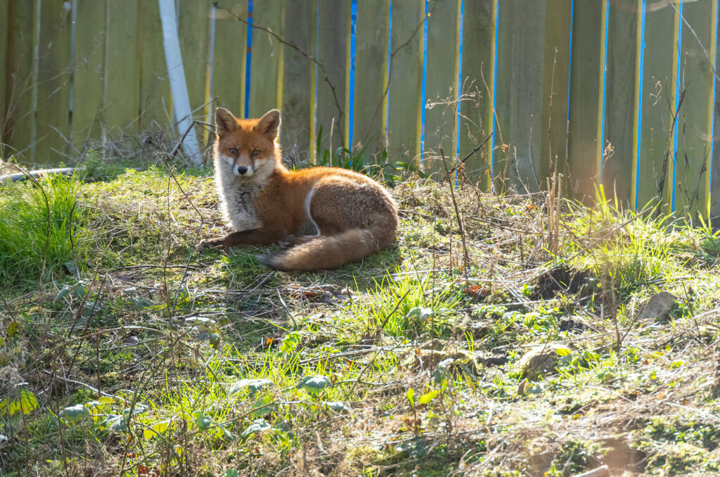 Photo of a red fox sitting on a grassy bank