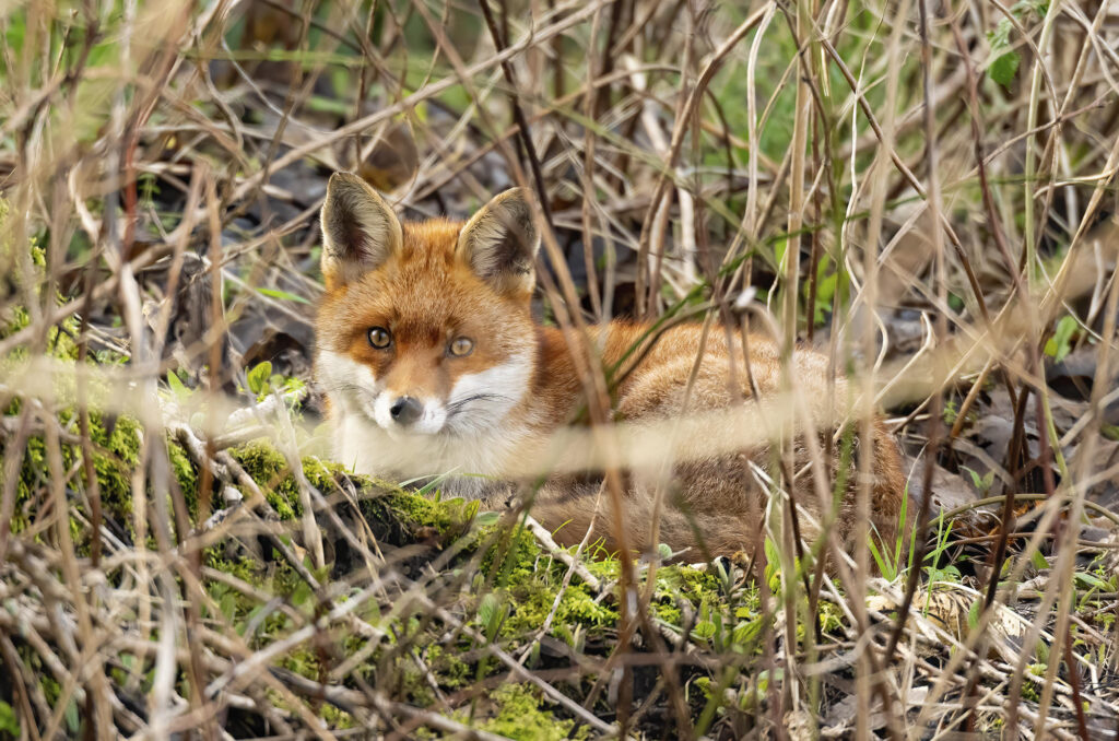 Photo of a red fox sitting in long grass