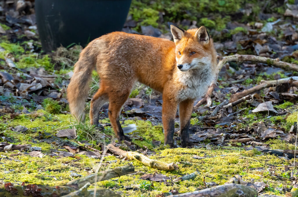 Photo of a red fox standing on grass and broken branches
