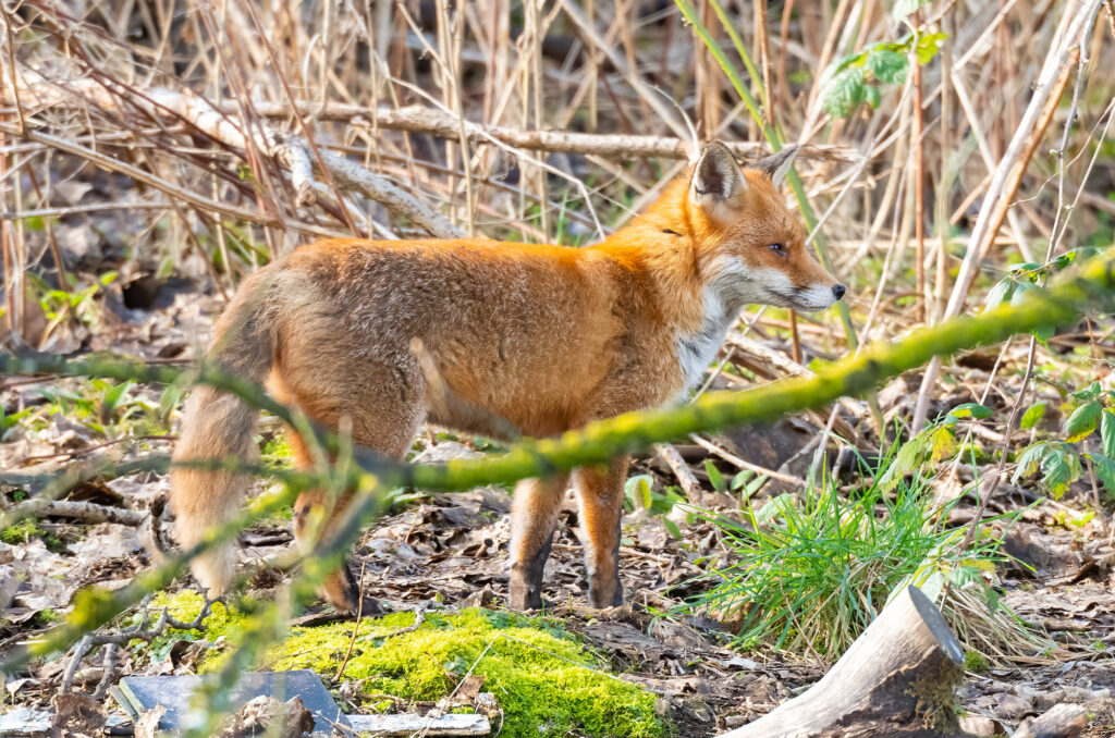 Photo of a red fox standing near long grass and branches