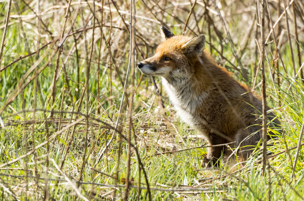 Photo of a red fox sitting in long grass in the sun