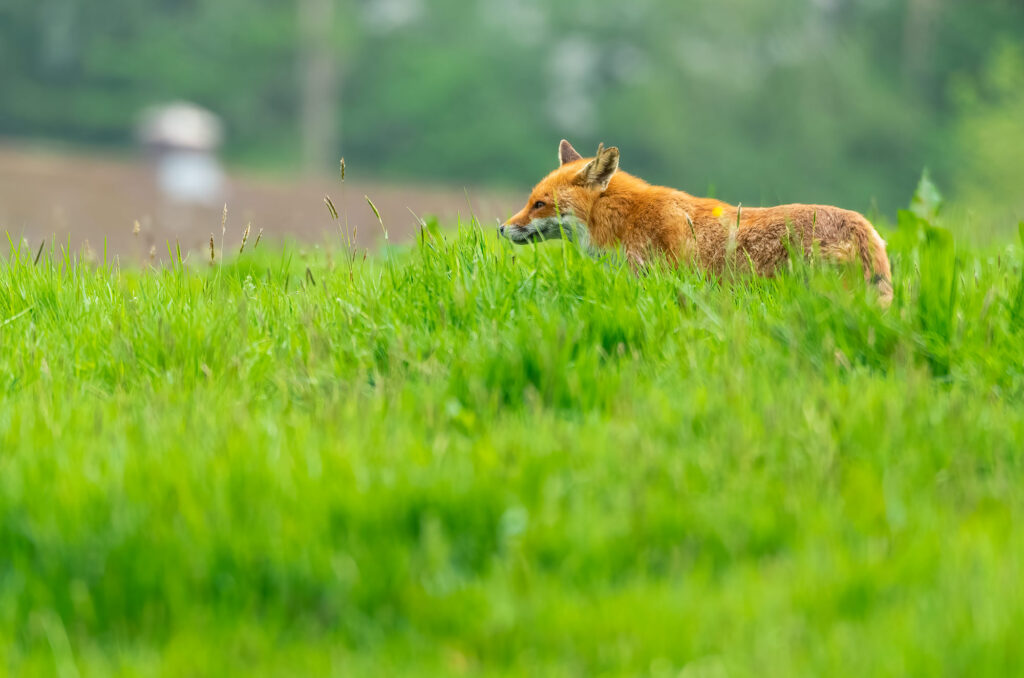 Photo of a red fox standing in a field