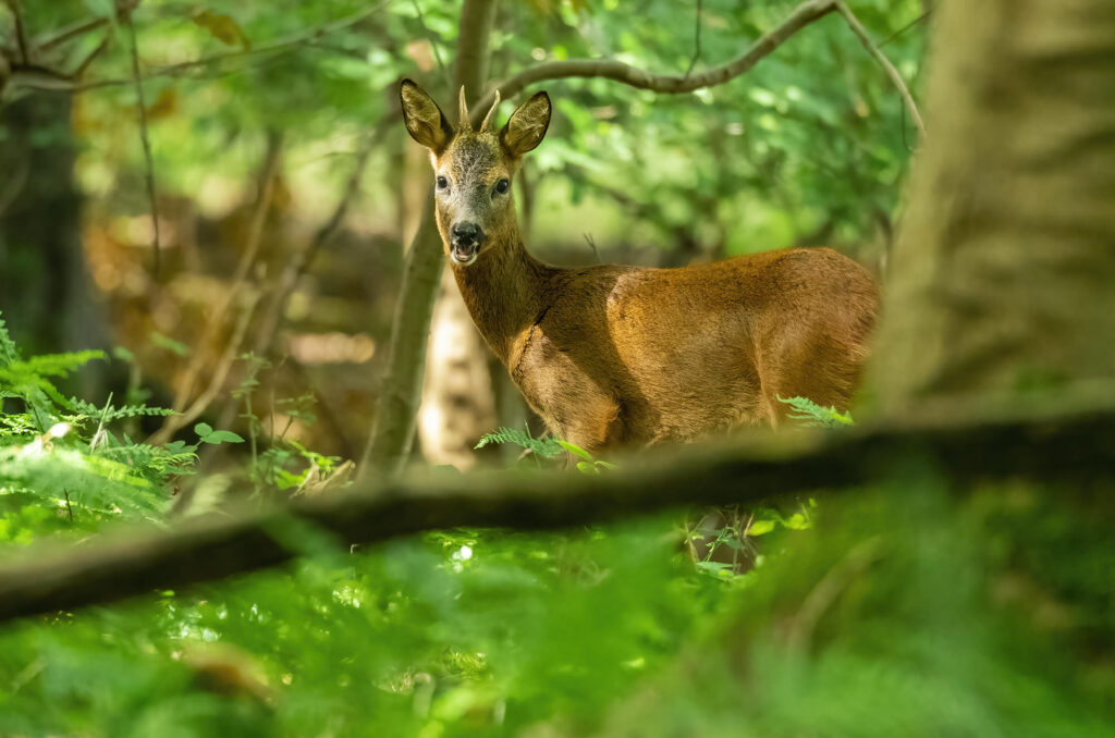 Photo of a roe deer buck standing in a wood