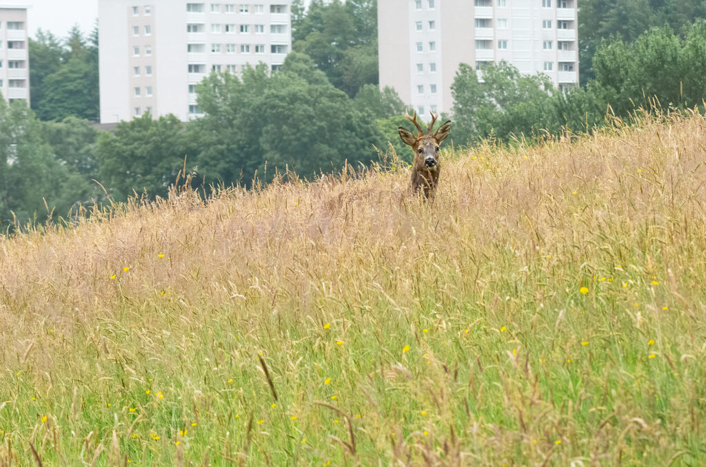 Photo of a roe deer buck walking through a field with blocks of flats in the background