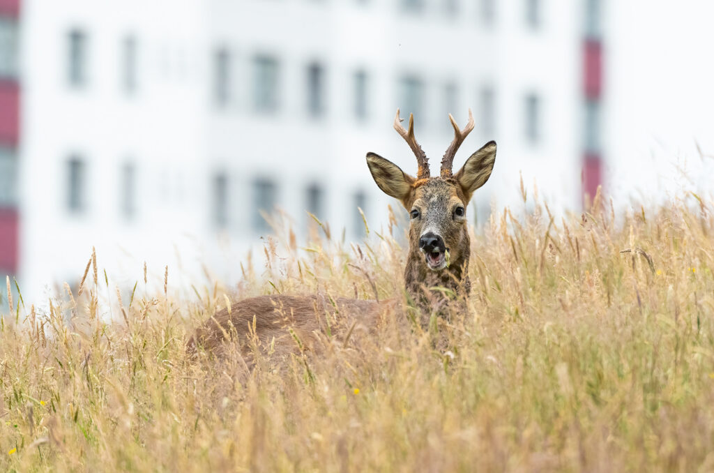 Photo of a roe deer buck with a block of flats in the background