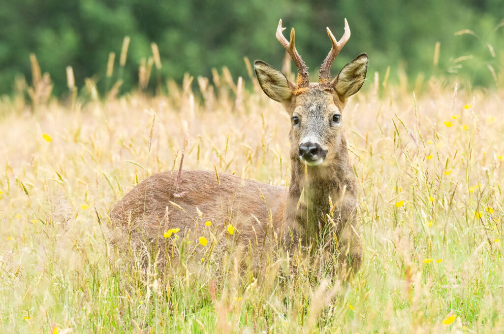 Photo of a roe deer buck in a field