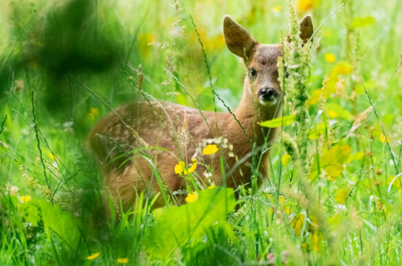 Photo of a roe deer kid standing in grass