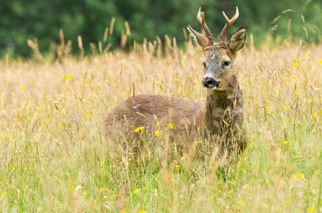 Photo of a roe deer buck in a field