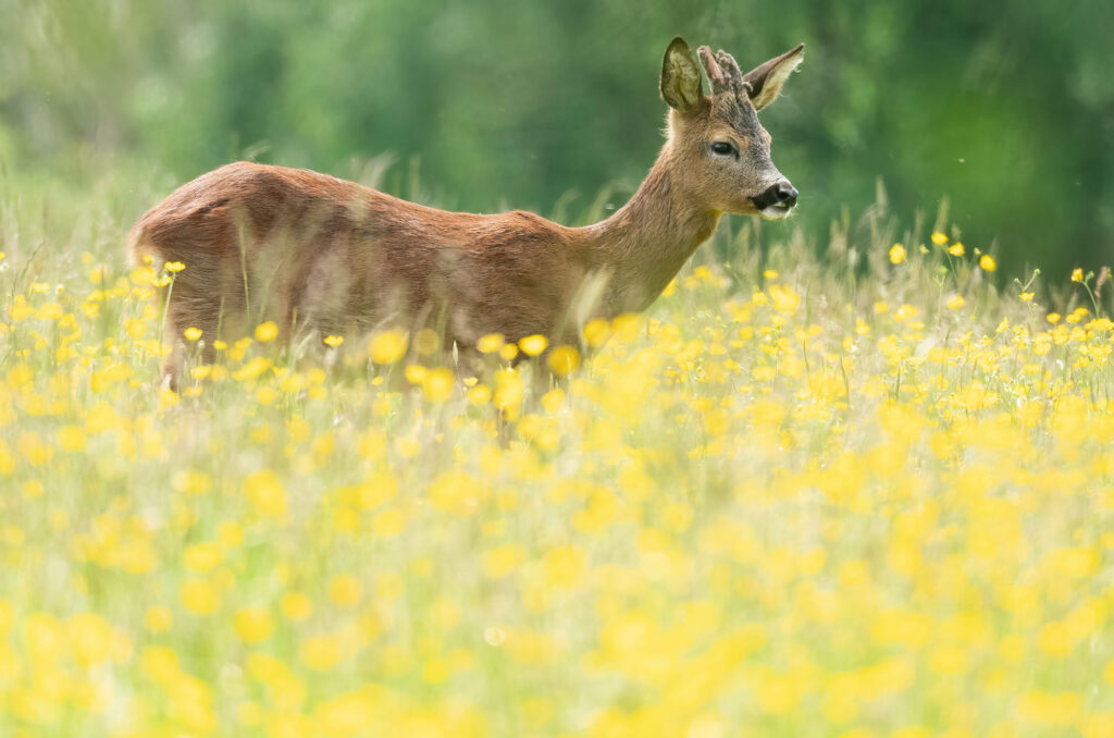 Photo of a roe deer buck standing in a field of buttercups