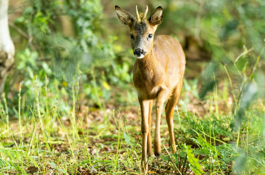 Photo of a roe deer buck walking through a wood