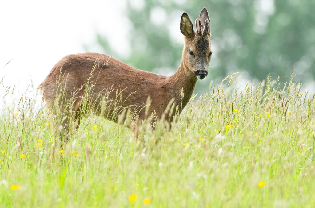 Photo of a roe deer buck stretching its back