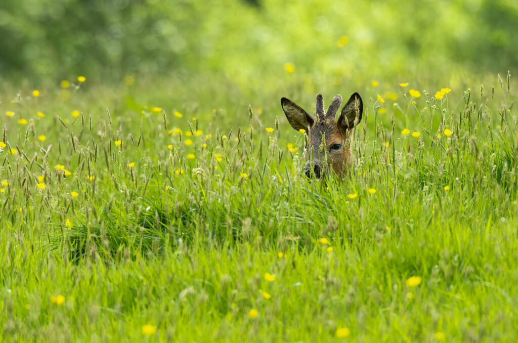 Photo of a roe deer buck sitting in long grass