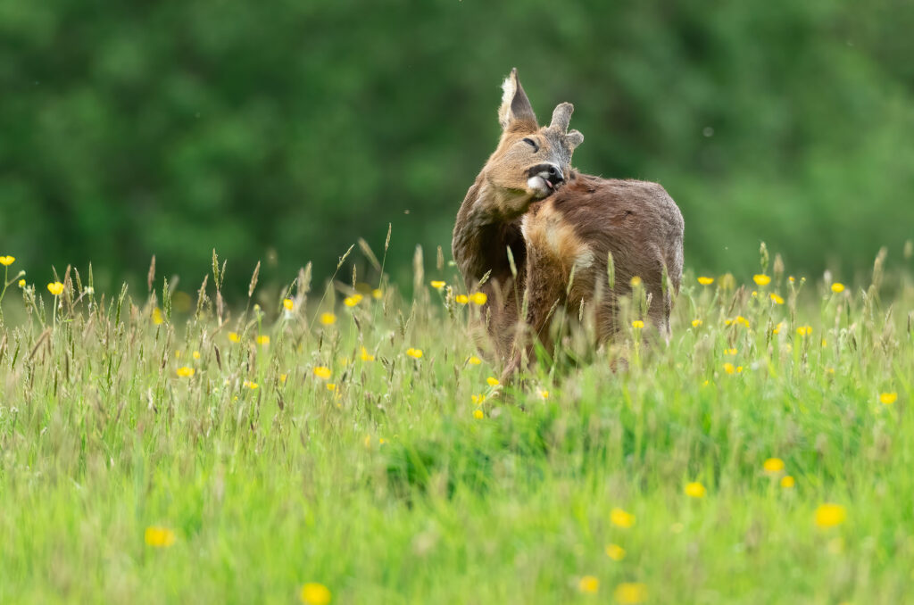 Photo of a roe deer buck grooming itself