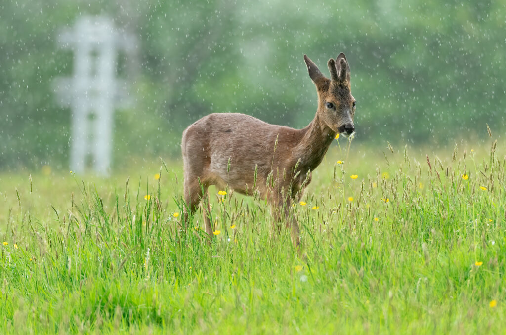 Photo of a roe deer buck walking across a field in rain