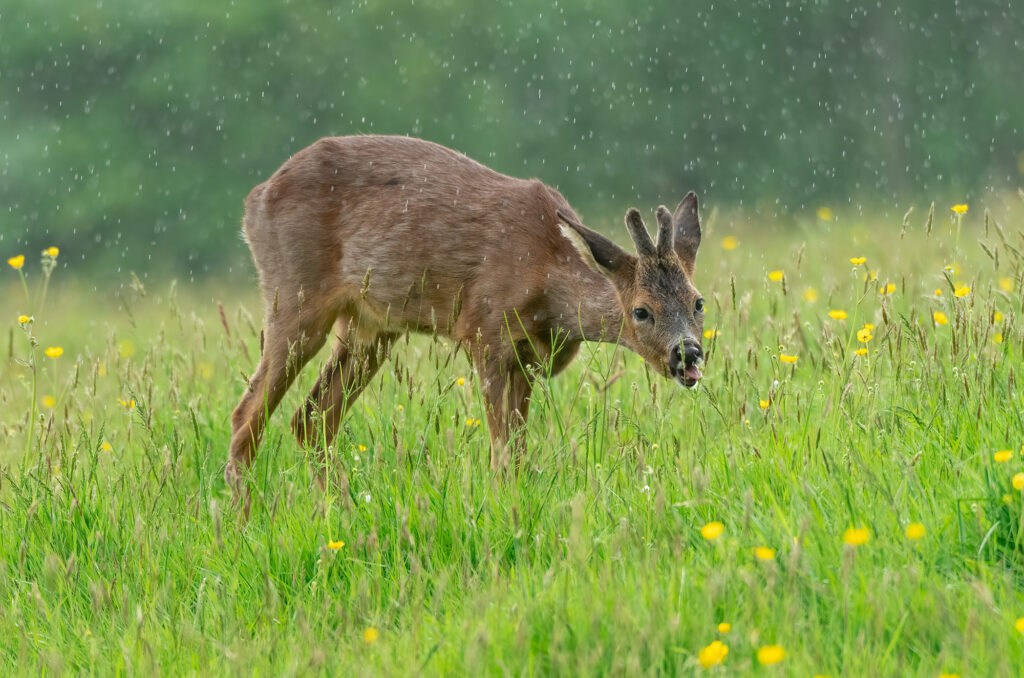 Roe deer buck browsing in long grass in the rain