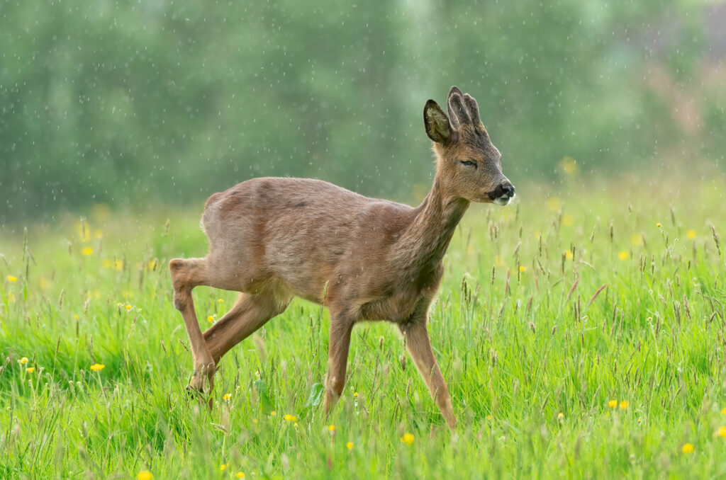 Photo of a roe deer buck walking across a field in the rain with its eyes shut