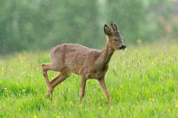 Photo of a roe deer buck walking across a field in the rain with its eyes shut