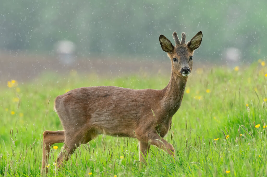 Photo of a roe deer buck walking across a field in the rain