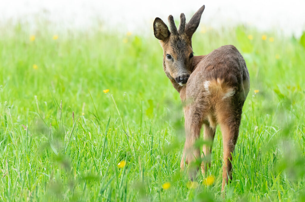 Photo of a roe deer buck grooming itself