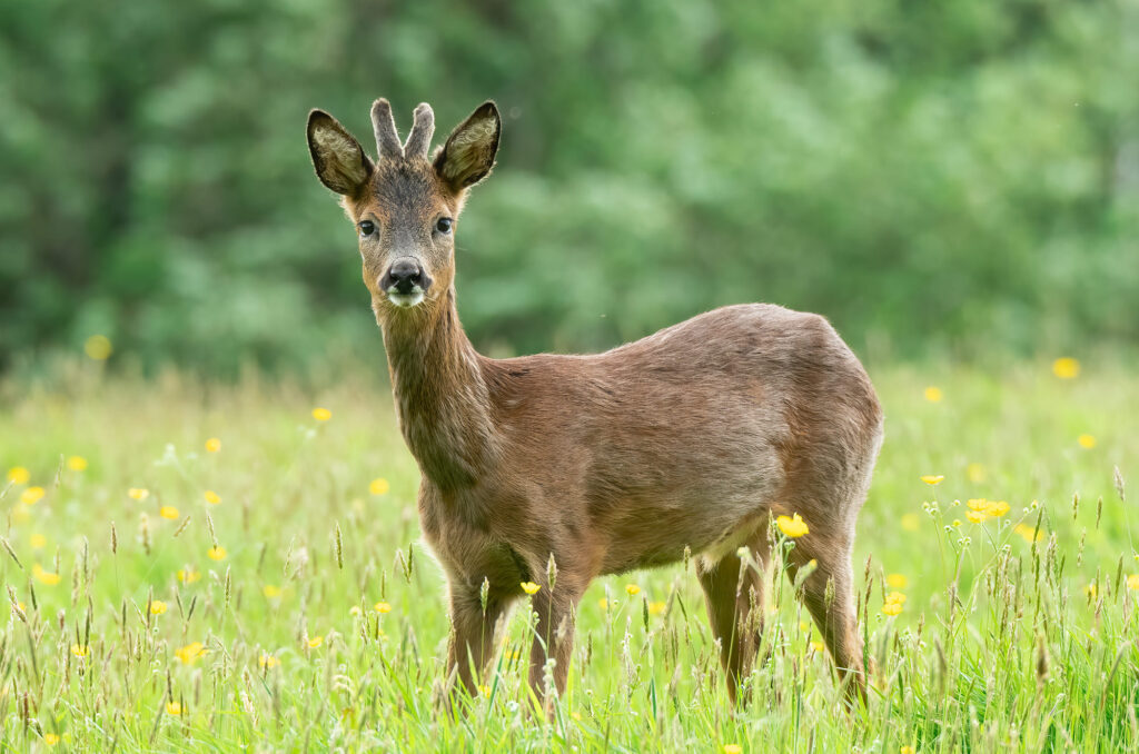 Photo of a roe deer buck standing in long grass