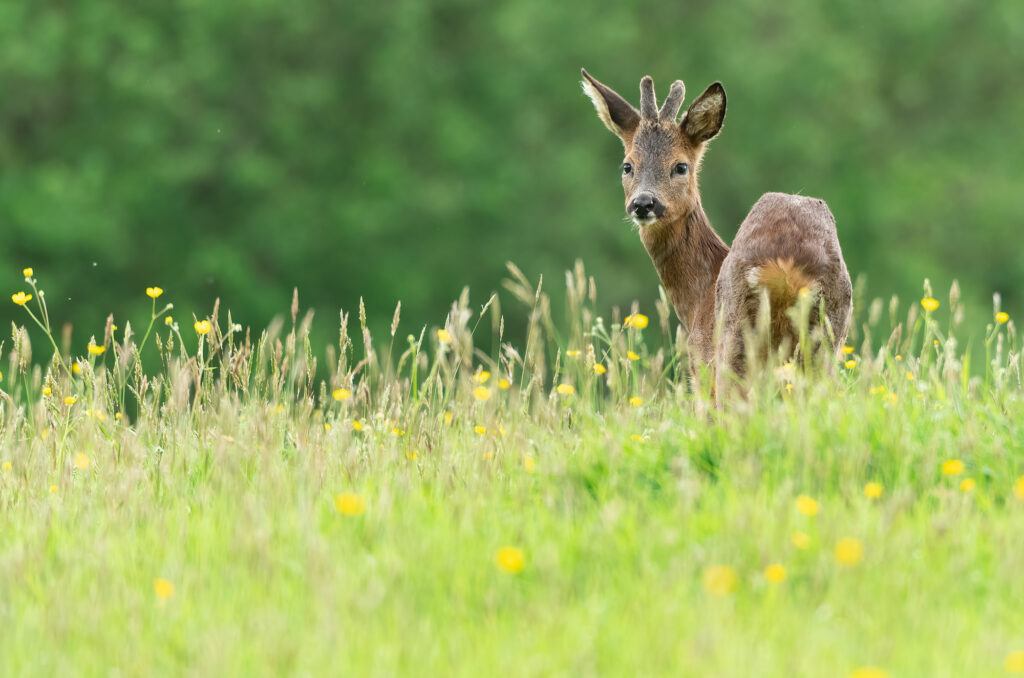 Photo of a roe deer buck standing in long grass