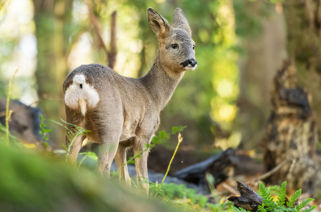 Photo of a young roe deer in a wood