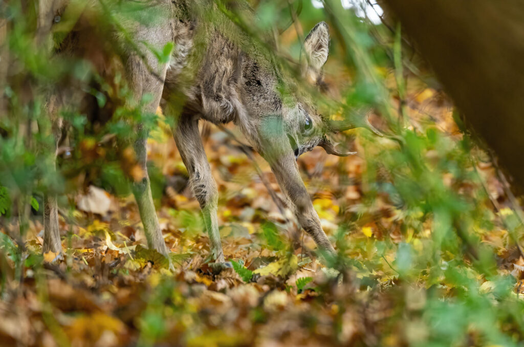 Photo of a roe deer buck thrashing his antlers in the bushes
