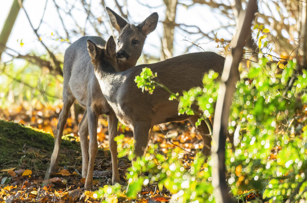 Photo of two young roe deer grooming each other