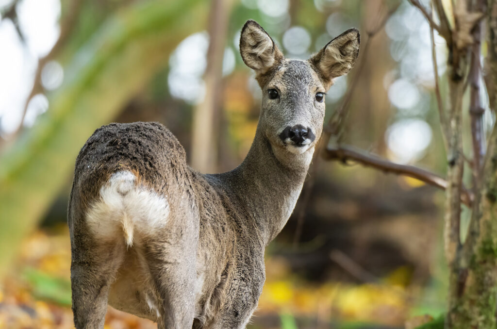 Photo of a roe deer doe looking over her shoulder