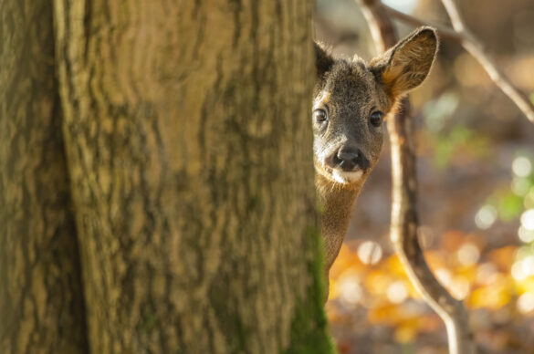 Photo of a young roe deer buck peeking out from behind a tree