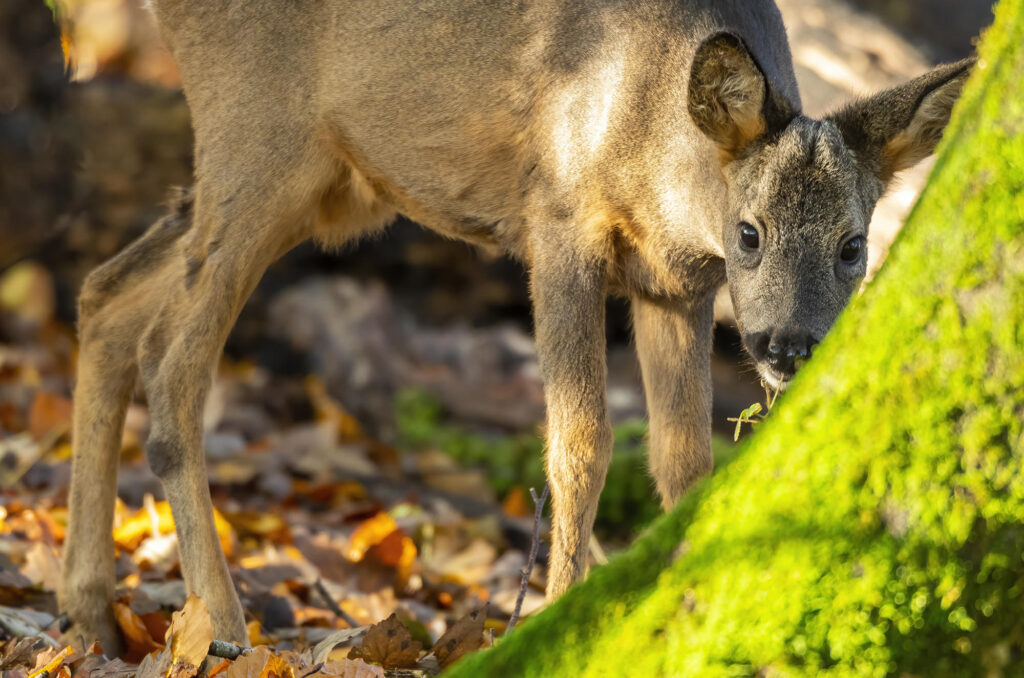 Photo of a young roe deer buck feeding in the woods