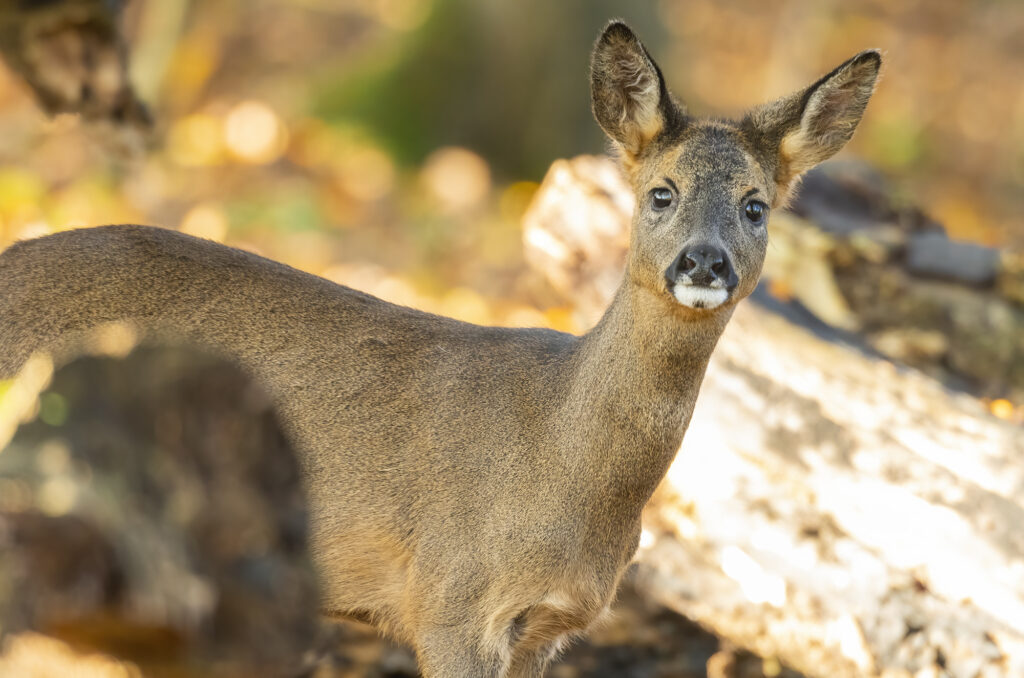 Photo of a young roe deer standing in a wood