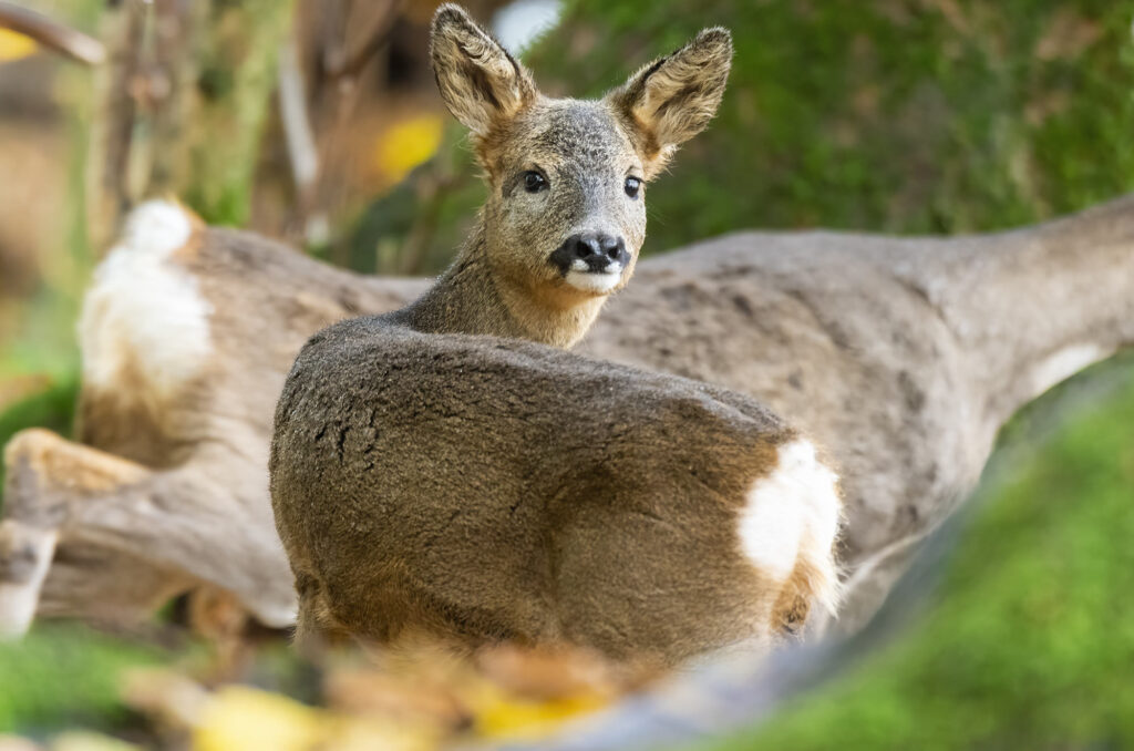 Photo of a young roe deer looking over its shoulder