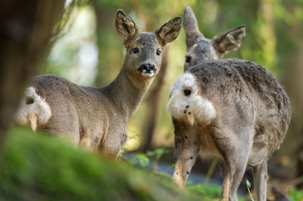 Photo of a young roe deer with its mother