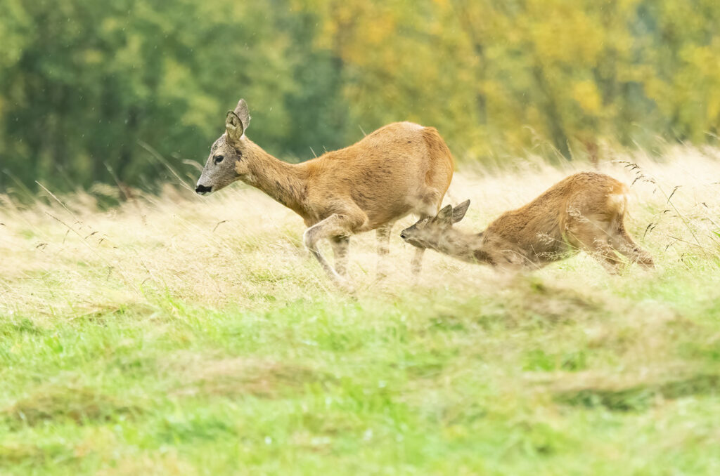 Photo of a young roe deer trying to feed from its mother as she walks away