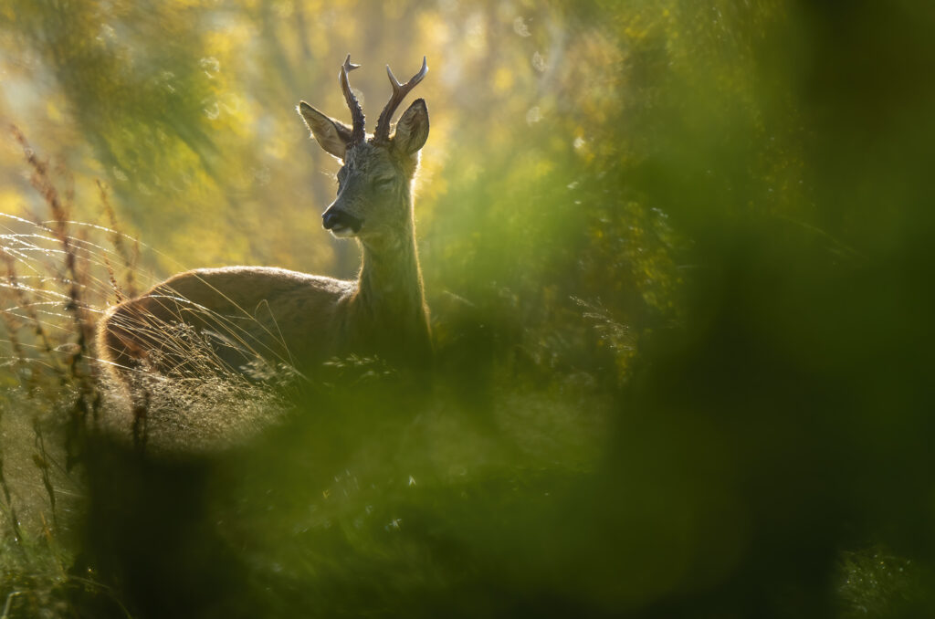 Photo of a roe deer buck with its eyes shut in the sunshine