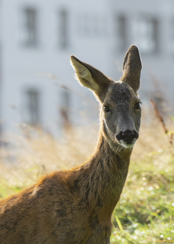 Photo of a roe deer doe with a block of flats in the background