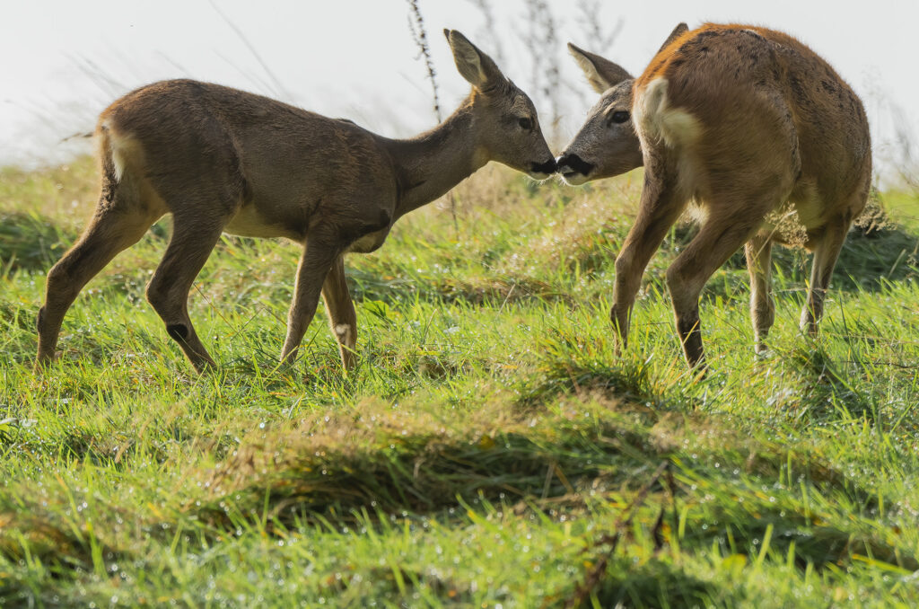 Photo of a young roe deer touching noses with its mother