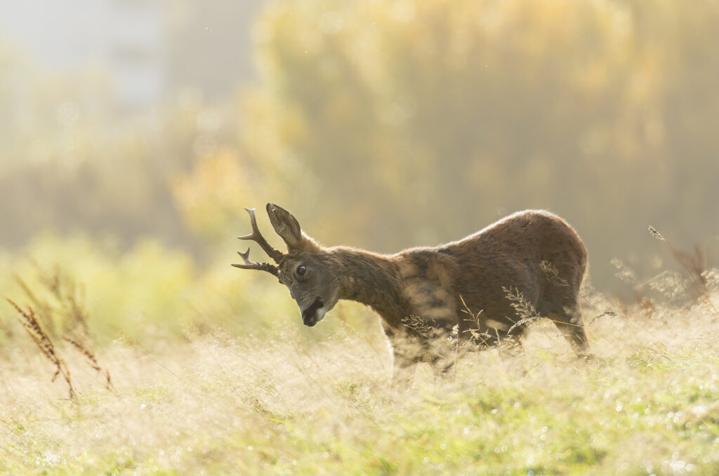 Photo of a roe deer buck shaking its head