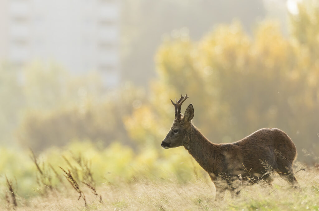 Photo of a roe deer buck standing in a field