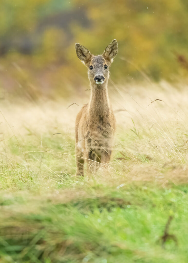 Photo of a young roe deer in long grass