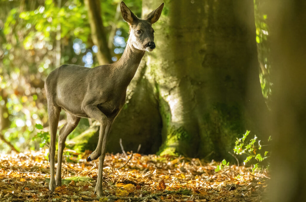 Photo of a roe deer doe standing in a wood