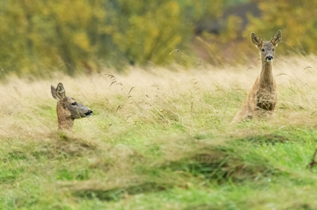 Photo of a young roe deer with its mother