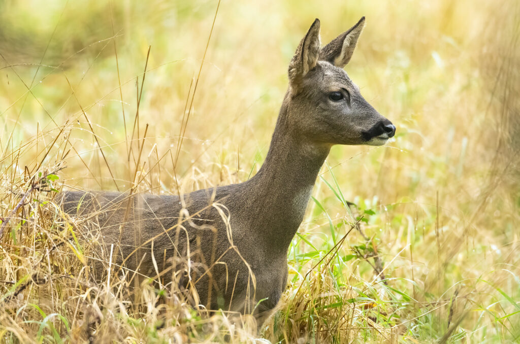 Photo of a roe deer doe in long grass