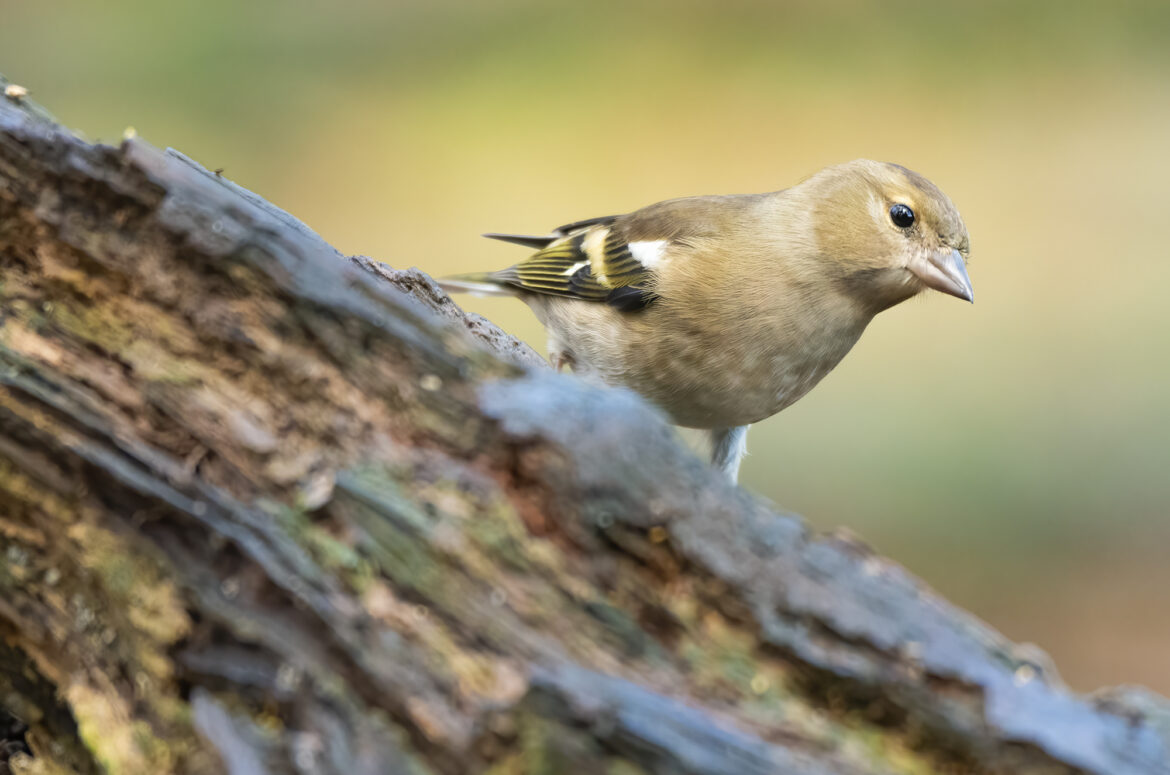 Photo of a female chaffinch on a log